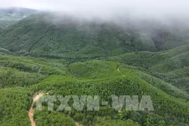 云耕乡的大径材人工林面积由云耕森林检查站负责管理。图自越通社