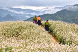 荞麦花盛开美景。图自越通社