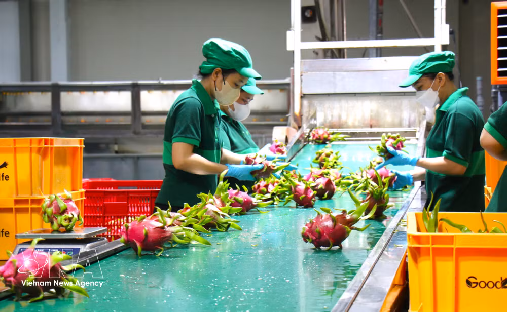 vnanet-potal-nganh-nong-nghiep-tp-ho-chi-minh-tang-toc-cho-muc-tieu-tang-truong-hai-con-so-8904634-2.jpg