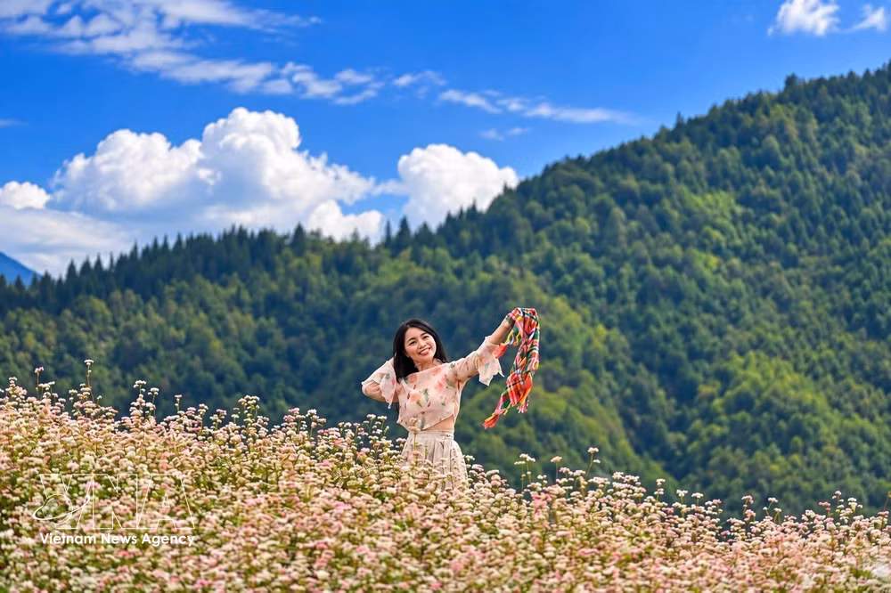 vnanet_potal-mua-hoa-tren-cao-nguyen-da-dong-van-9018096-2.jpg