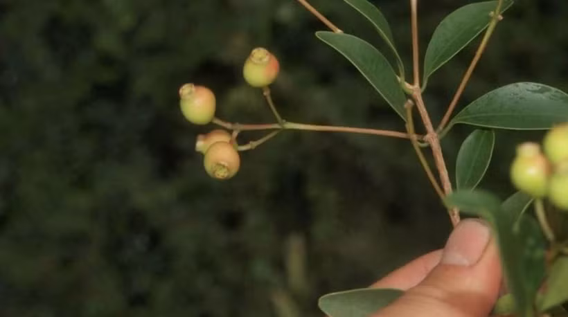 宁顺省发现的一种新植物。图自baomoi.com
