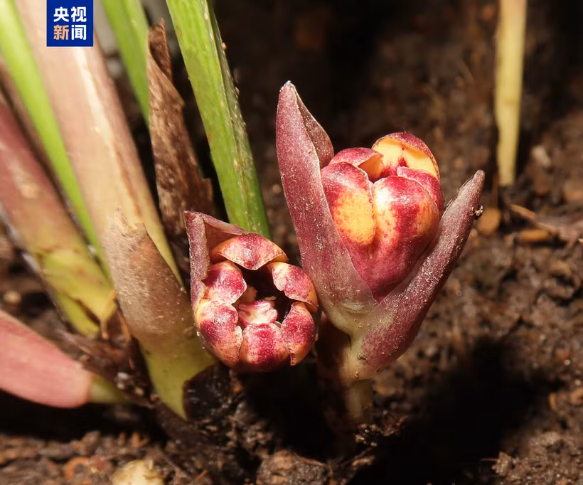 新发现的一种植物。图自越通社
