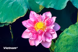 西湖荷花在河内市中心绽放清雅独特之美
