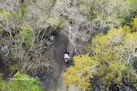 顺化茹茶原始红树林入秋：金黄花开满林 诗意宁静醉游人