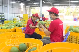 产销对接：破解越南农产品“丰收减收”难题的根本出路
