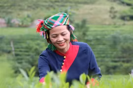茶人阮氏海：以现代农业经济思维提升罗平茶叶价值