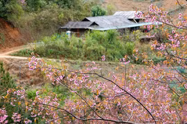 木江界山区冬樱花璀璨绽放