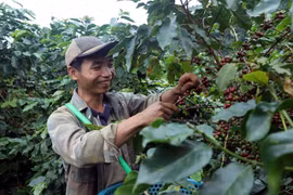 山罗咖啡好收成与高价齐至 农民倍感欣喜