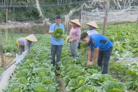 山罗省木州高原扩大有机农产品出口