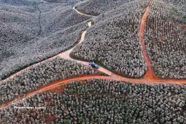 咖啡花盛开 山罗山区遍染诗意浪漫