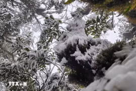 一周要闻：越南安沛省斜处峰3月意外出现冰雪