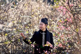 山罗省李花绽放 西北山区披上纯净“白衣”