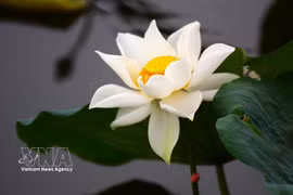 顺化荷茶的独特文化韵味