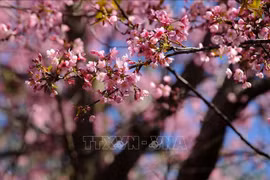 今年春节去哪里赏花？