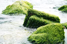 平定省仁海渔村的苔藓季节