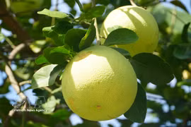 顺化清茶柚子——越南宫廷贡品特产喜迎丰收季