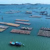 海洋养殖——越南海洋经济的新动力