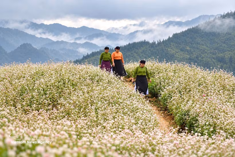 荞麦花盛开美景。图自越通社