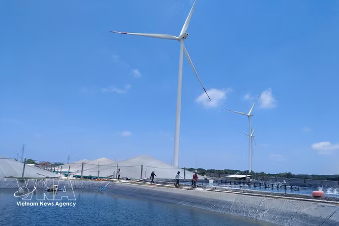 永隆省正在开发高科技虾类养殖和风电项目。图自越通社