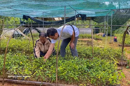 西安乡阳光药材合作组成员正在管护药材种苗，主动储备优质种源，为扩大种植区服务。图自越通社
