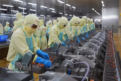明富—庆安水产品加工有限责任公司的虾类加工生产线。图自越通社
