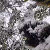 一周要闻：越南安沛省斜处峰3月意外出现冰雪