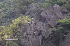 栖息于云龙湿地自然保护区的德氏乌叶猴。图片来源：越通社