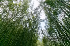 凭借广阔的竹类原料产区，该工厂有望成为当地原料长期稳定的销售出口。图片来源：laodong.vn