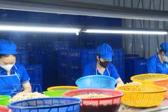 截至2026年10月底，越南腰果仁出口量超过60万吨，出口额超过42亿美元。图片来源：越通社