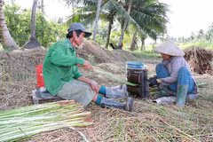 平富乡阮方平先生一家将0.8公顷水稻种植地改种席草，经济效益比种植水稻高出数倍。 图片来源：越通社