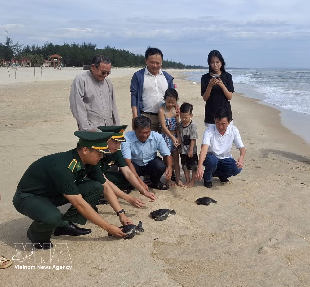 vnanet-potal-quang-tri-tha-3-ca-the-rua-bien-nguy-cap-quy-hiem-trong-sach-do-viet-nam-ve-bien-8766744.jpg