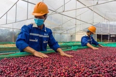 越南新订单数量反弹回升。图自越通社