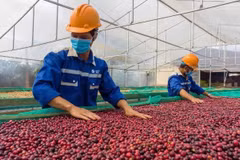 越南新订单数量反弹回升。图自越通社