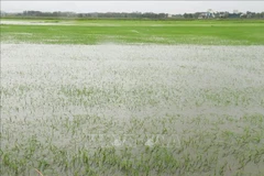 第1号台风严重影响越南中部各省 被淹水稻面积近6万公顷。图自越通社