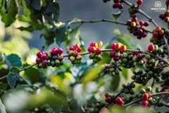 山罗省咖啡迎来丰收丰价