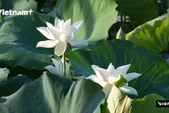 越南年轻人争相打卡顺化“进贡”白莲池