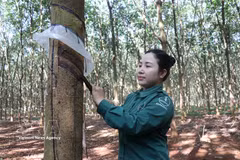 同奈橡胶总公司的平禄橡胶工人正在收割橡胶乳胶。
