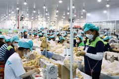 庆和省游隆工业园区一公司生产厂。图自越通社