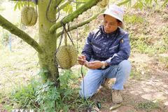 樱花农场（庆和省同庆山乡）的技术人员使用设备检测、分析和诊断榴莲种植土壤的“健康状况”，提供精准指标并及时推荐治疗方案。图自越通社