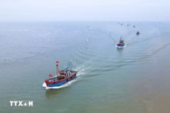 政府总理范明政于2025年10月17日签发关于集中开展打击非法、不报告和不管制(IUU)捕捞的行动月活动,并促进越南渔业可持续发展的第198/CĐ -TTg号通知。图自越通社