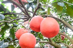 春节市场走俏 “进王柚”成消费者抢购热门水果