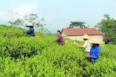 太原省积极开发“一乡一品”茶叶产品。图自越通社