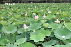 莲花盛开吸引游客赴宁平省观光游览