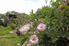 来木州高原赏花捕捉美好瞬间