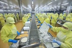 明富水产品股份公司虾类加工链。图自越通社