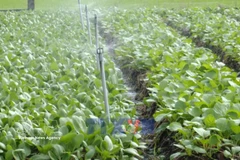 加大科学技术应用 扩大安全蔬菜种植区