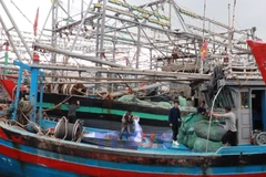 广治省渔民岁末出海喜获丰收