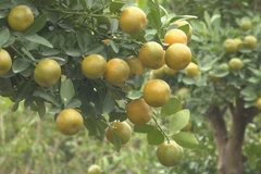  宁平省金橘种植基地在忙碌地为春节供货做准备