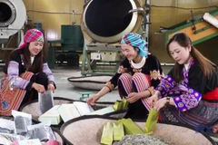 守护安沛省江溪古茶的醇香