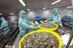 出口虾加工链。图自越通社